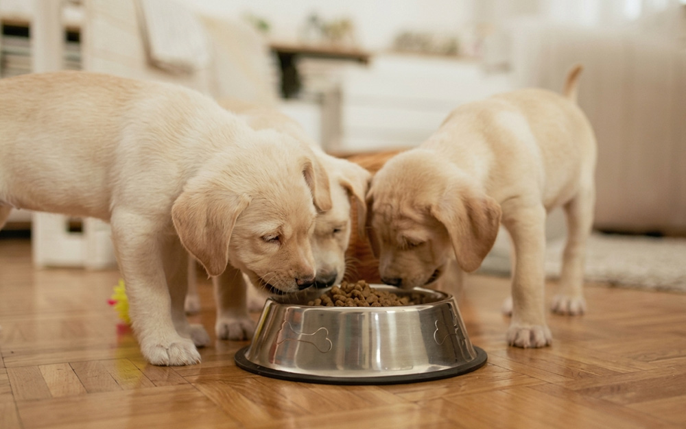 PET PRODUCTS
